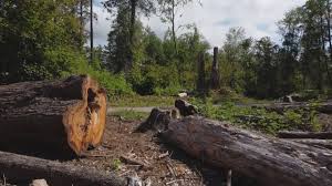 Best Firewood Processing and Delivery  in Charlotte Harbor, FL