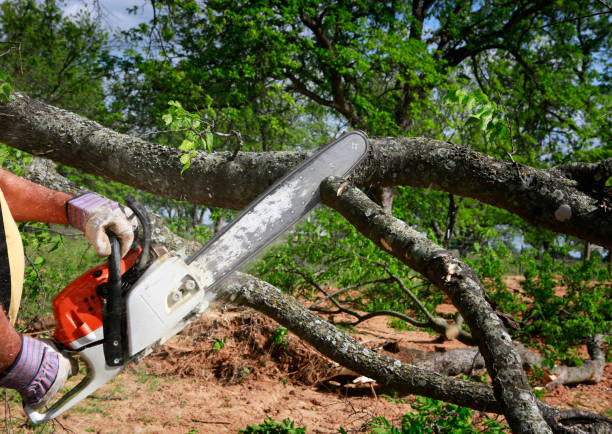 Best Hazardous Tree Removal  in Charlotte Harbor, FL